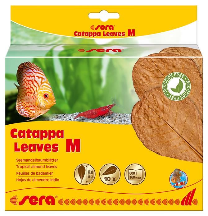 sera catappa leaves m