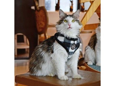 Catspia Figaro Harness A M