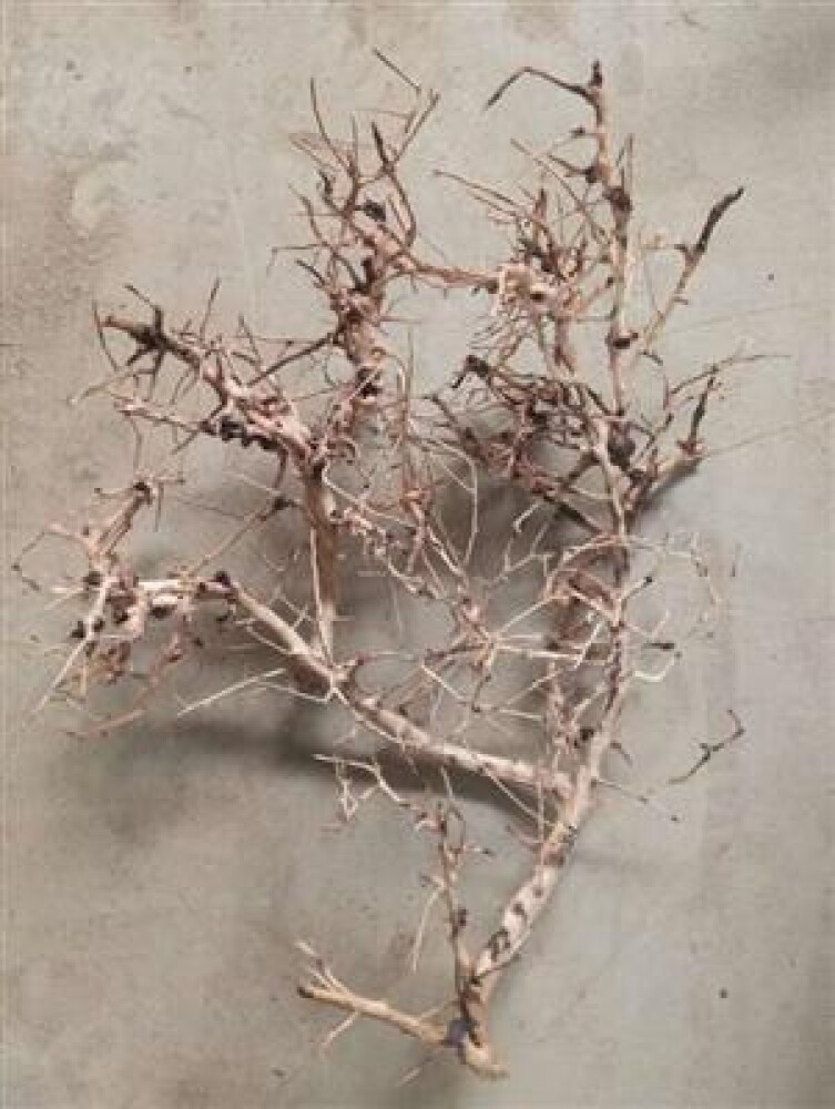 AQUASCAPING ROOT 25-35 CM